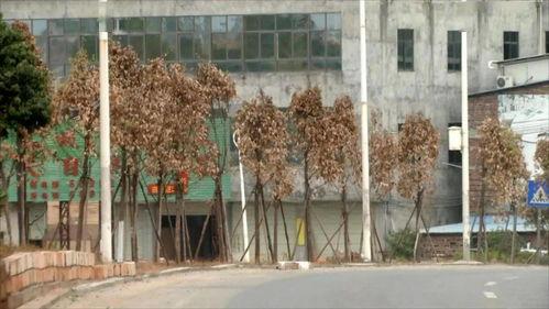 河源今日一线爆料,揭秘背后惊人真相  第1张